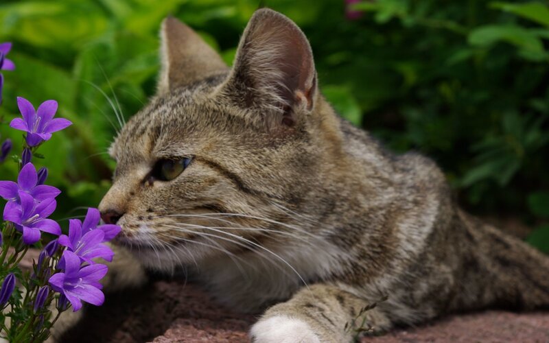 Tabby cat sniffing purple flowers