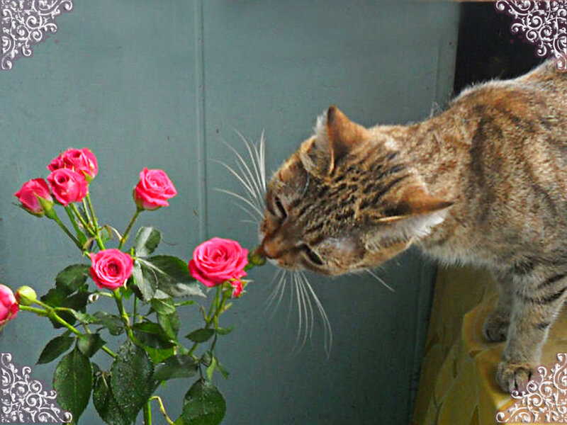 Tabby Cat Sniffing Roses — Brown