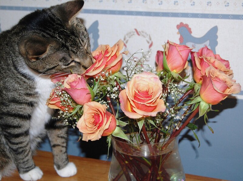 Tabby Cat Sniffing Roses