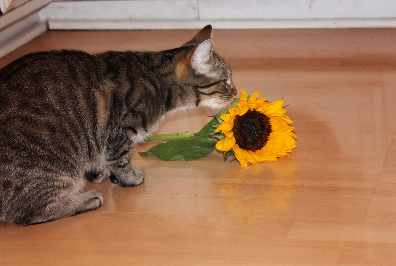 Tabby Cat Sniffing Sunflower