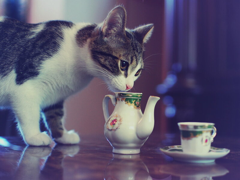 Tabby Cat Sniffing Teapot