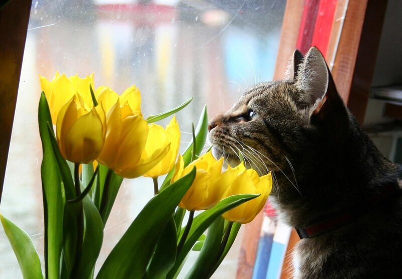 Tabby Cat Sniffing Tulips