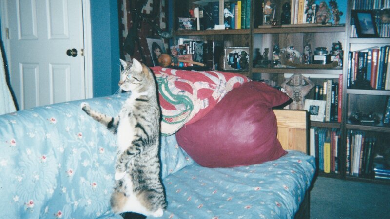 Tabby Cat Standing — Blue