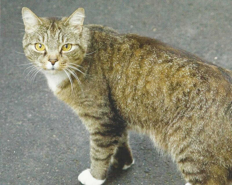 Tabby Cat Standing — Brown, Alert, Photograph