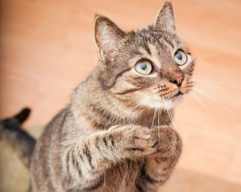 Tabby Cat Standing — Brown, Alert