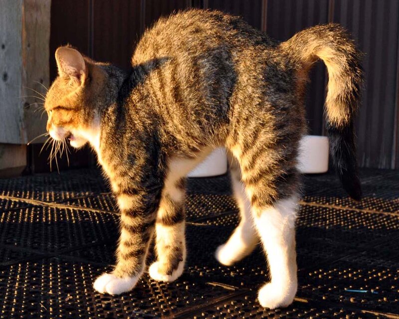 Tabby Cat Standing — Brown, Calm