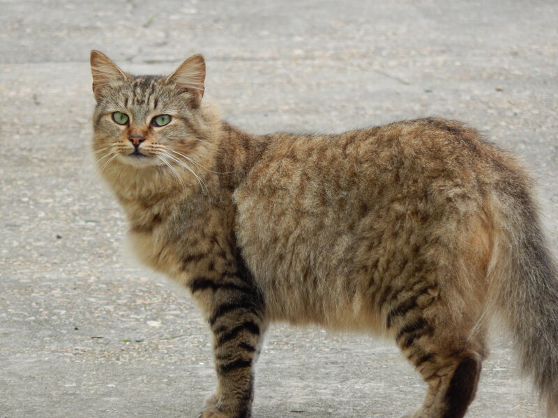 Tabby Cat Standing — Brown, Neutral