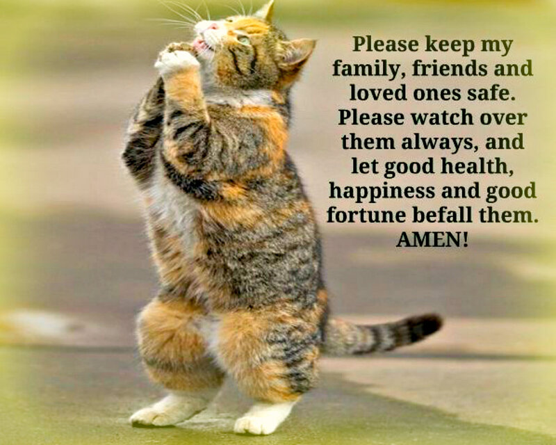 Tabby Cat Standing — Brown, Peaceful