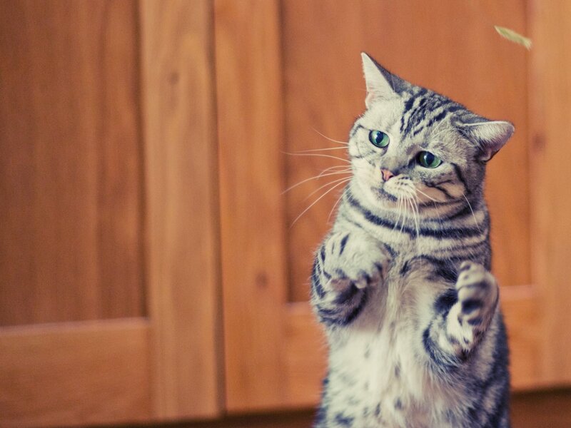 Tabby Cat Standing — Brown, Playful