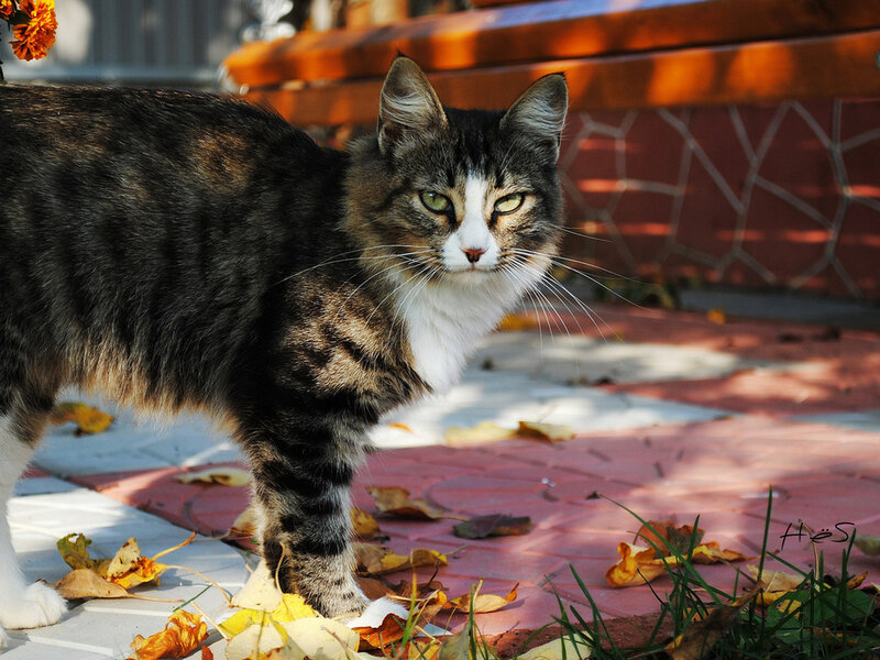 Tabby Cat Standing — Brown