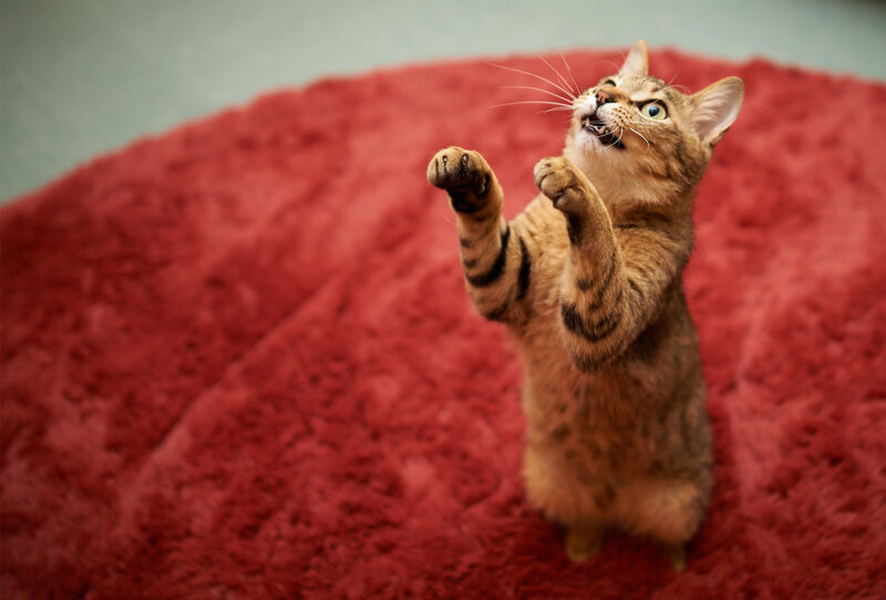 Tabby Cat Standing — Red, Playful