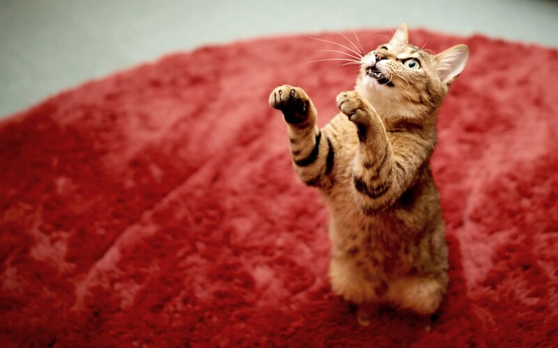 Tabby Cat Standing — Red