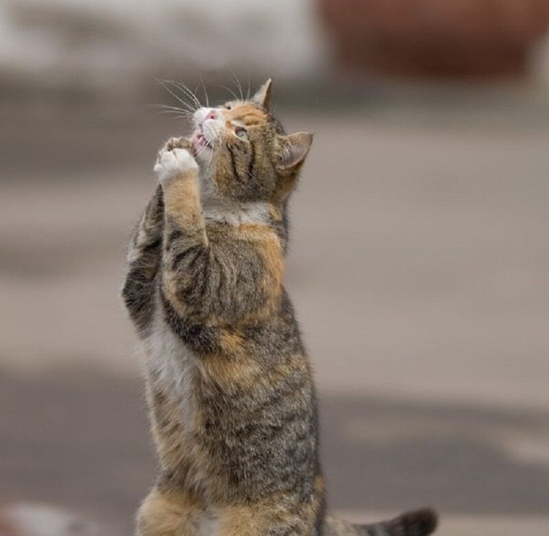 Tabby Cat Standing