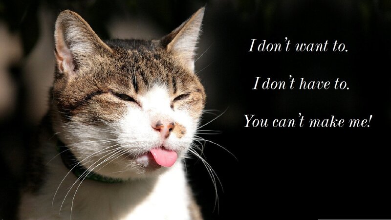 Tabby Cat Sticking Out Tongue — Brown, Defiant