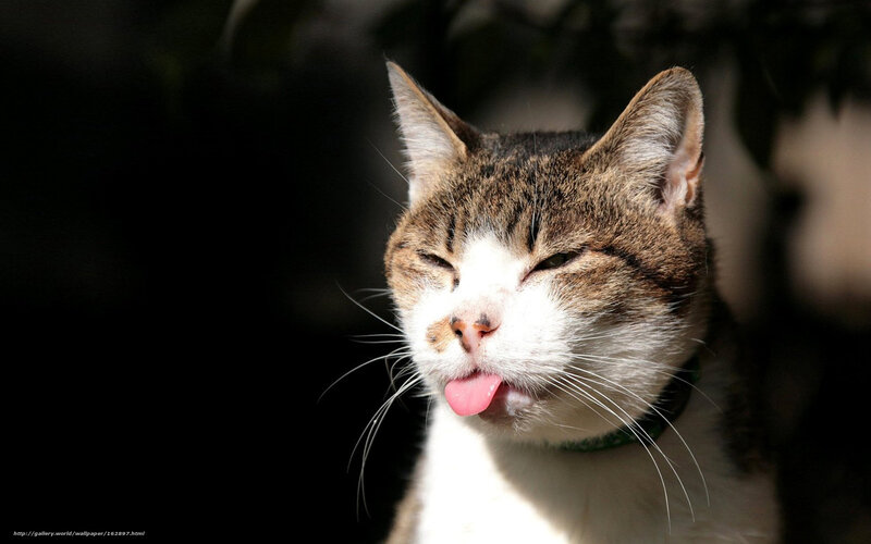 Tabby Cat Sticking Out Tongue — Brown, Relaxed