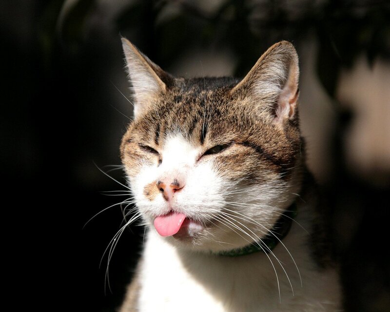 Tabby Cat Sticking Out Tongue — Brown
