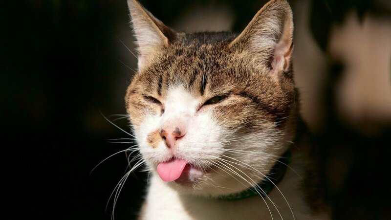 Tabby Cat Sticking Out Tongue