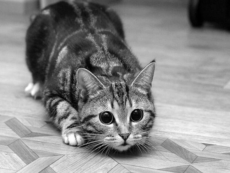 Tabby Cat Stretching — Black