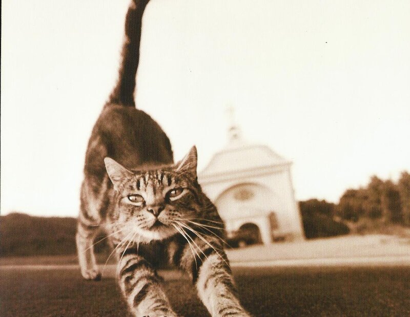 Tabby Cat Stretching — Brown, Calm