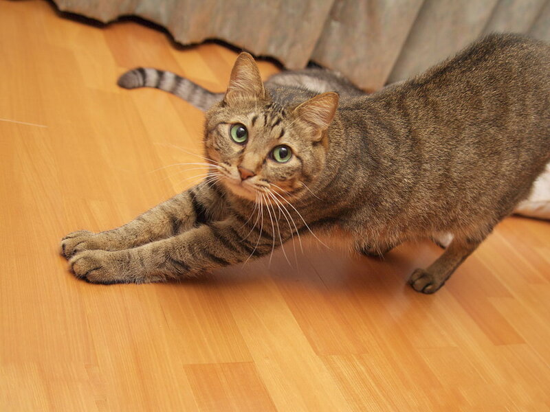 Tabby Cat Stretching — Brown