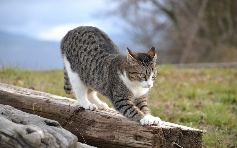 Tabby Cat Stretching — Gray