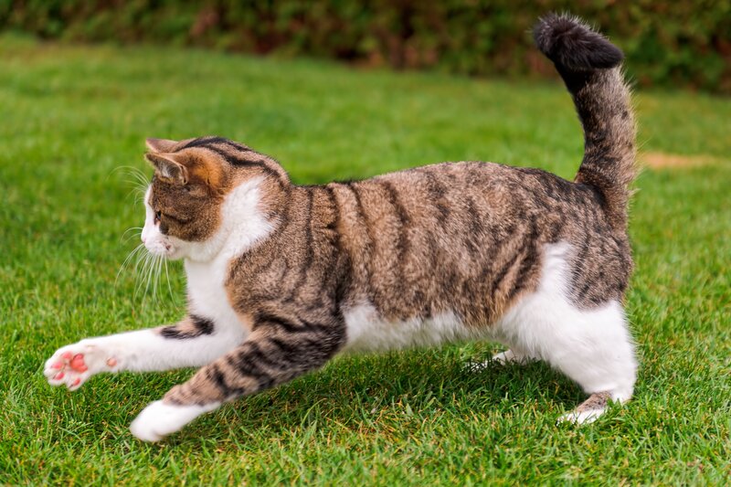 Tabby Cat Stretching — Green, Active
