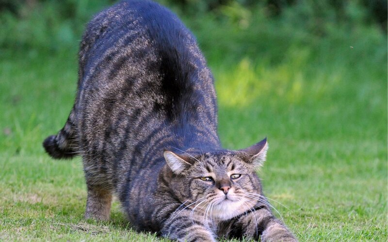 Tabby Cat Stretching — Green, Calm, Afternoon, Photograph, Grass