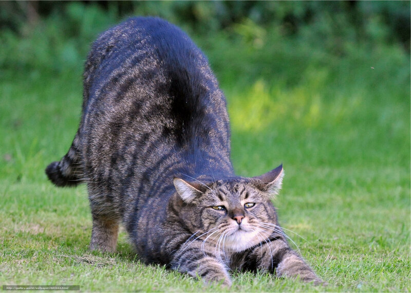 Tabby Cat Stretching — Green, Calm, Afternoon