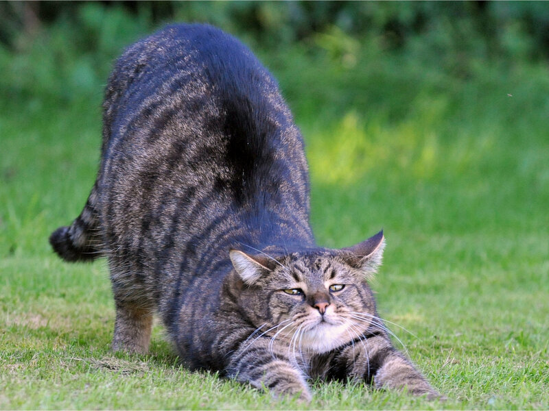 Tabby Cat Stretching — Green, Calm
