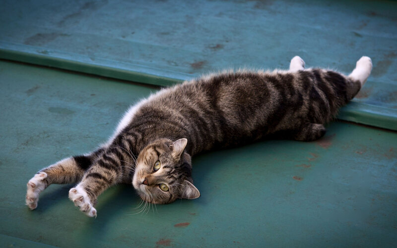 Tabby Cat Stretching — Green, Relaxed