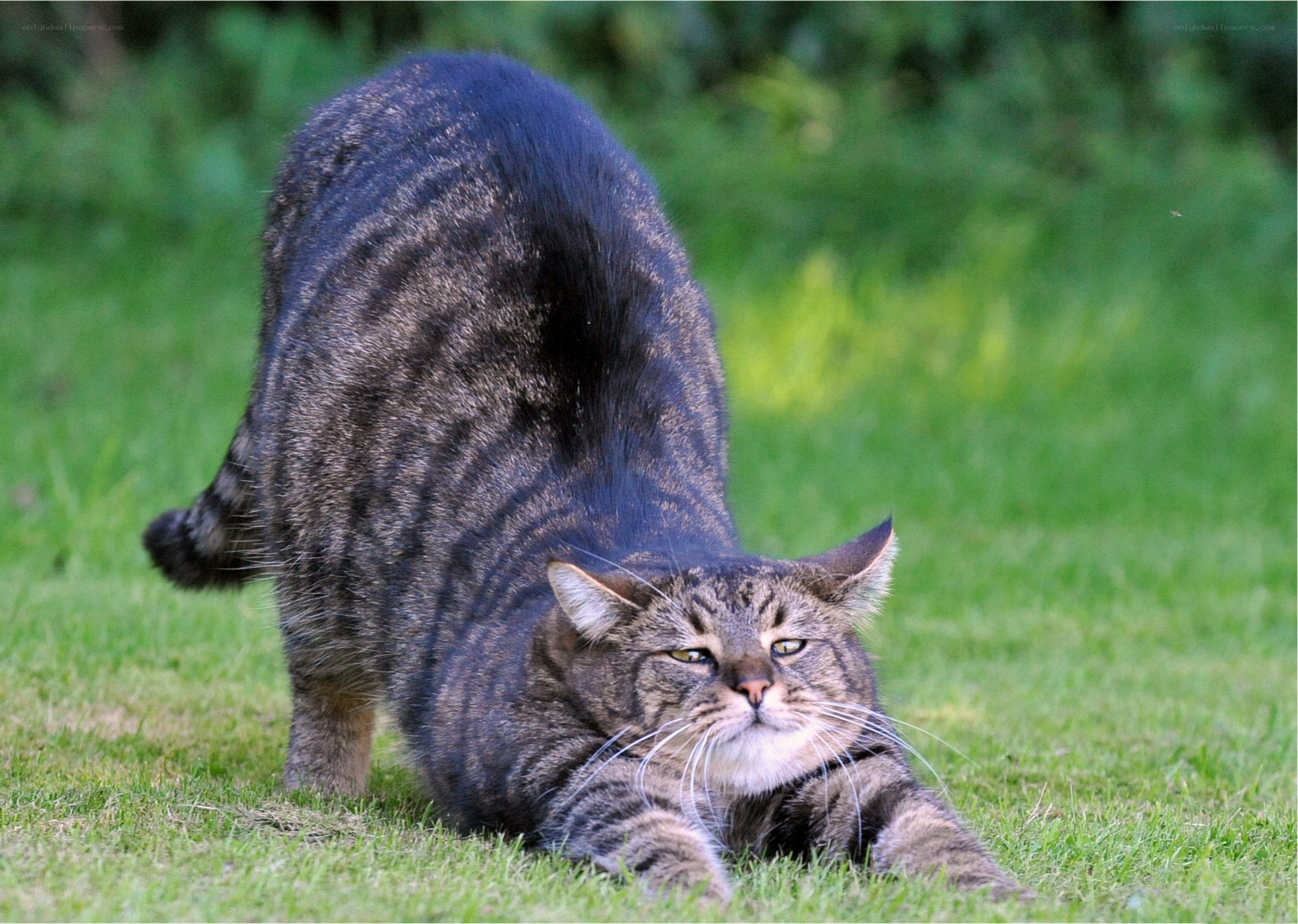Tabby cat stretching on grass