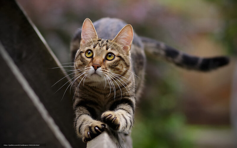 Tabby cat stretching on railing