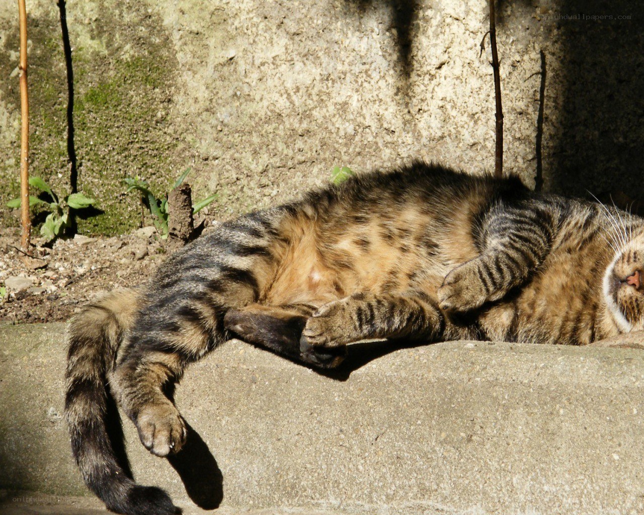 Tabby cat sunbathing
