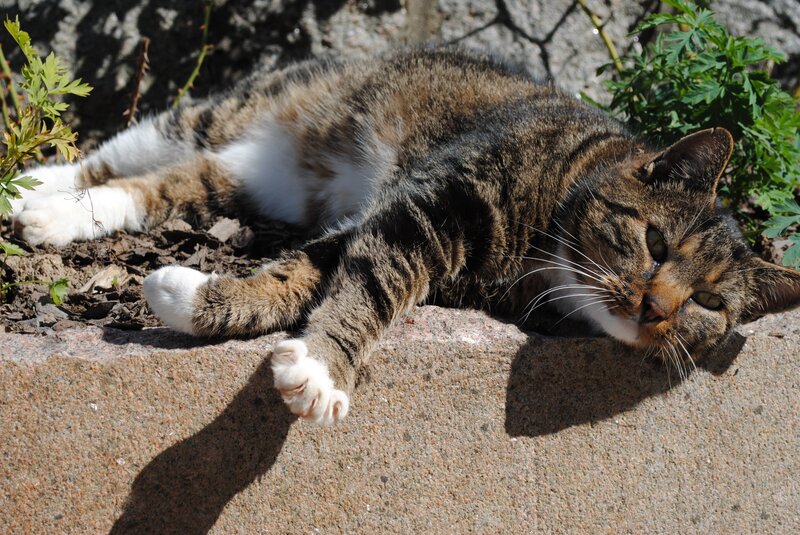 Tabby cat sunbathing