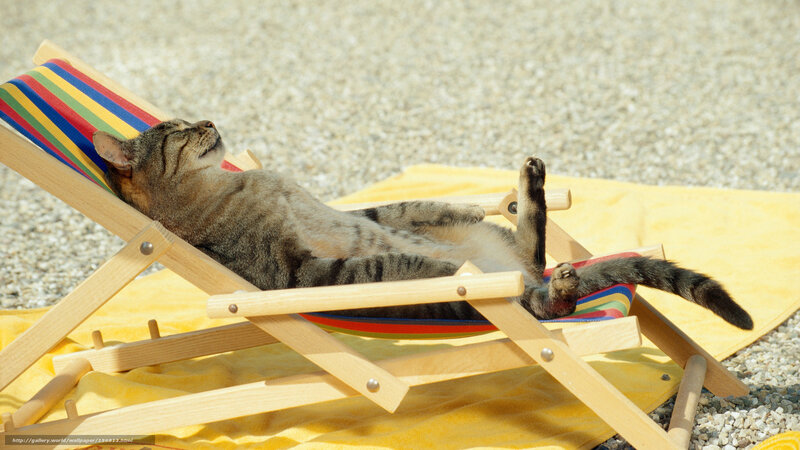 Tabby Cat Sunbathing — Yellow