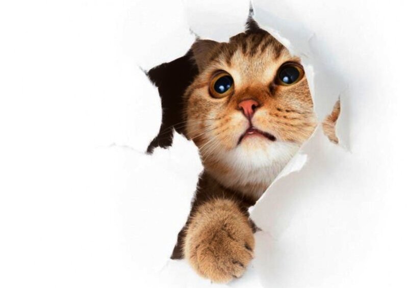 Tabby Cat Through Paper