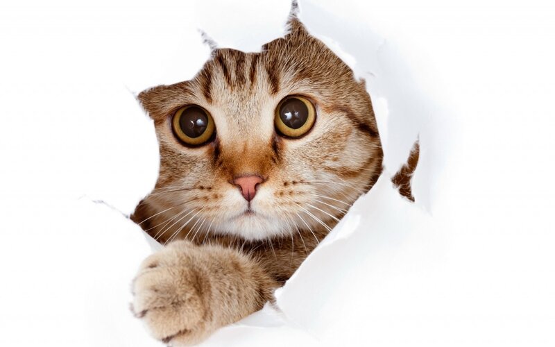 Tabby Cat Through Paper — White