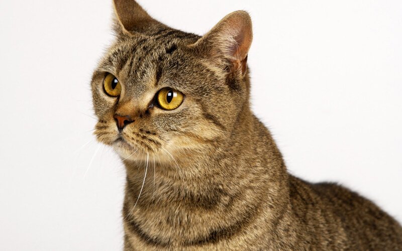 Tabby Cat
