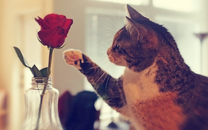 Tabby Cat Touching Rose — Brown, Calm
