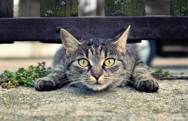 Tabby Cat under Bench