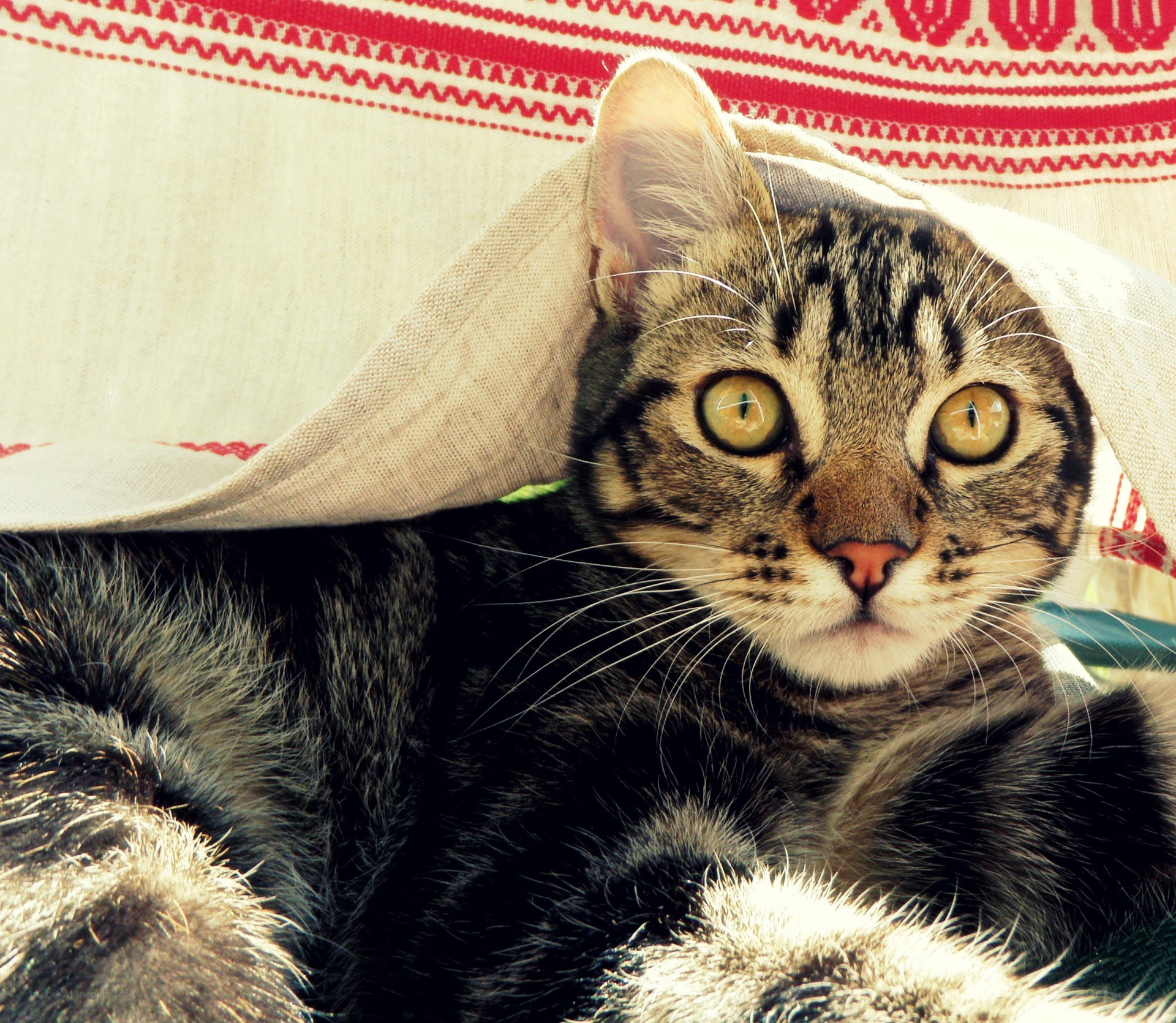 tabby cat under blanket