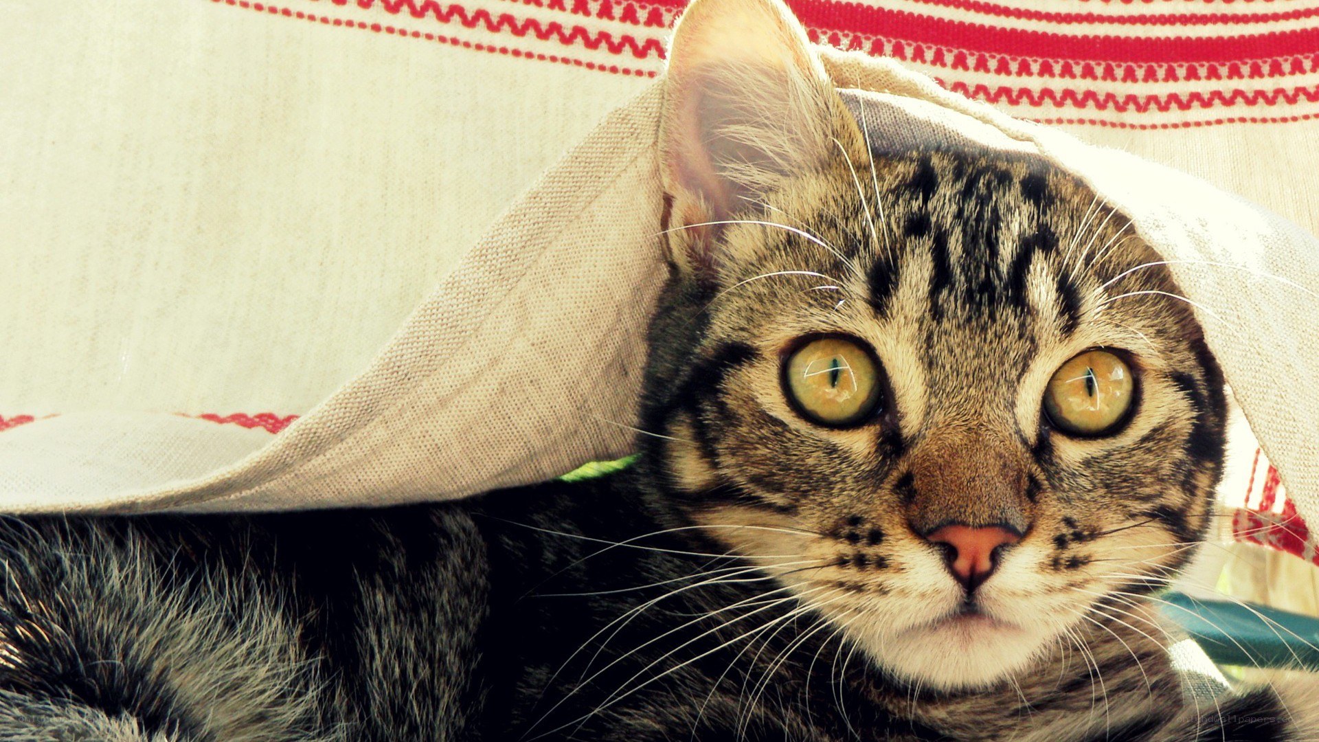 tabby cat under blanket