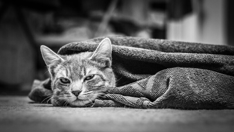 Tabby Cat under Blanket — Black, Calm, Photograph