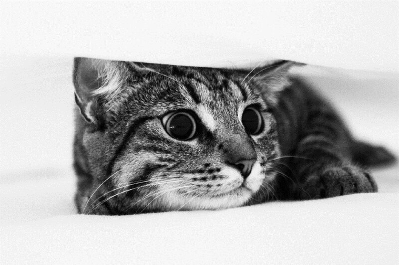 Tabby Cat under Blanket — Black, Calm