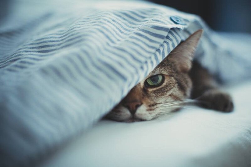 Tabby Cat under Blanket — Blue, Calm