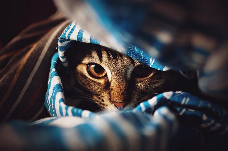 Tabby Cat under Blanket — Blue