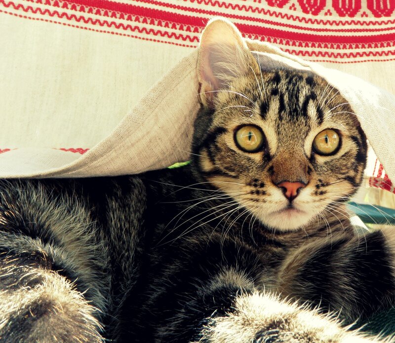 Tabby Cat under Blanket — Brown, Calm, Afternoon