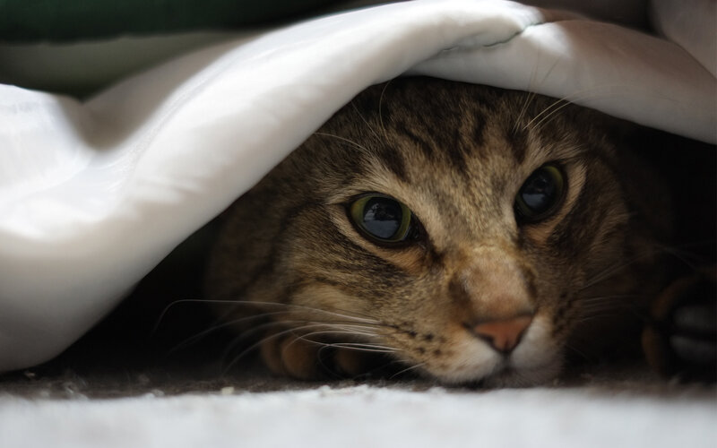 Tabby Cat under Blanket — Brown, Calm, Photograph, Eyes