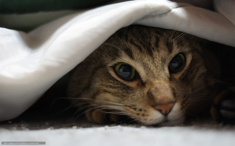 Tabby Cat under Blanket — Brown, Calm, Photograph, Eyes, Whiskers