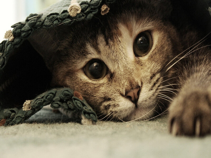Tabby Cat under Blanket — Brown, Calm, Photograph, Paw, Floor